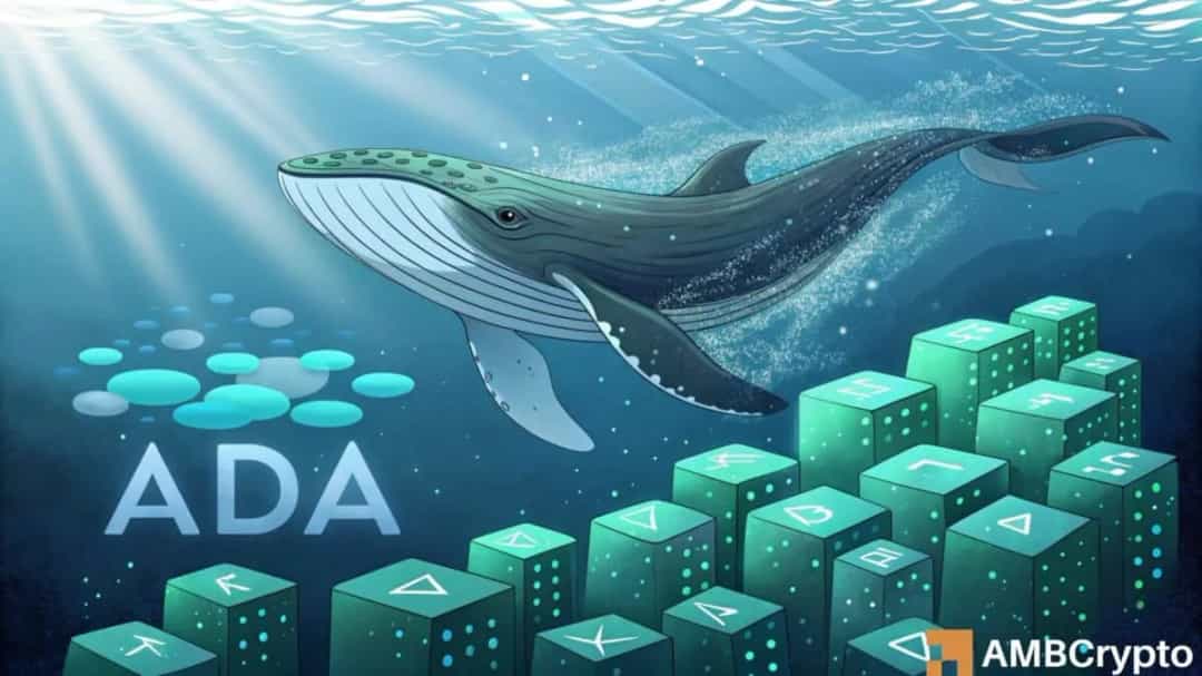 خرید ۱۰ میلیون ADA توسط نهنگها؛ چرا قیمت کاردانو هنوز افزایش نیافته؟