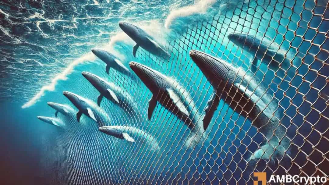 بازگشت طوفانی چینلینک: رشد ۱۸٪ قیمت با خرید نهنگها در ۴ روز گذشته