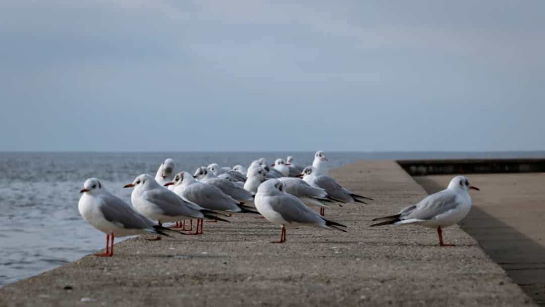استراتژی خاص خرید نزدک: سفارشهای پنهان و اهداف بزرگ